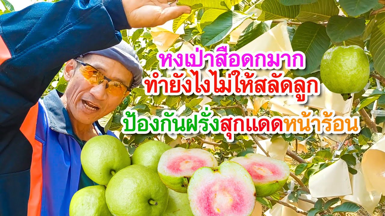 วิธีปลูกดูแลฝรั่งหงเป่าสือให้ติดผลดกไม่สลัดลูกมีผลผลิตต่อเนื่องรสชาติดี การป้องกันฝรั่งสุกแดด