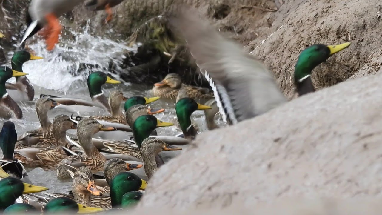 Feeding time at the duck  pond