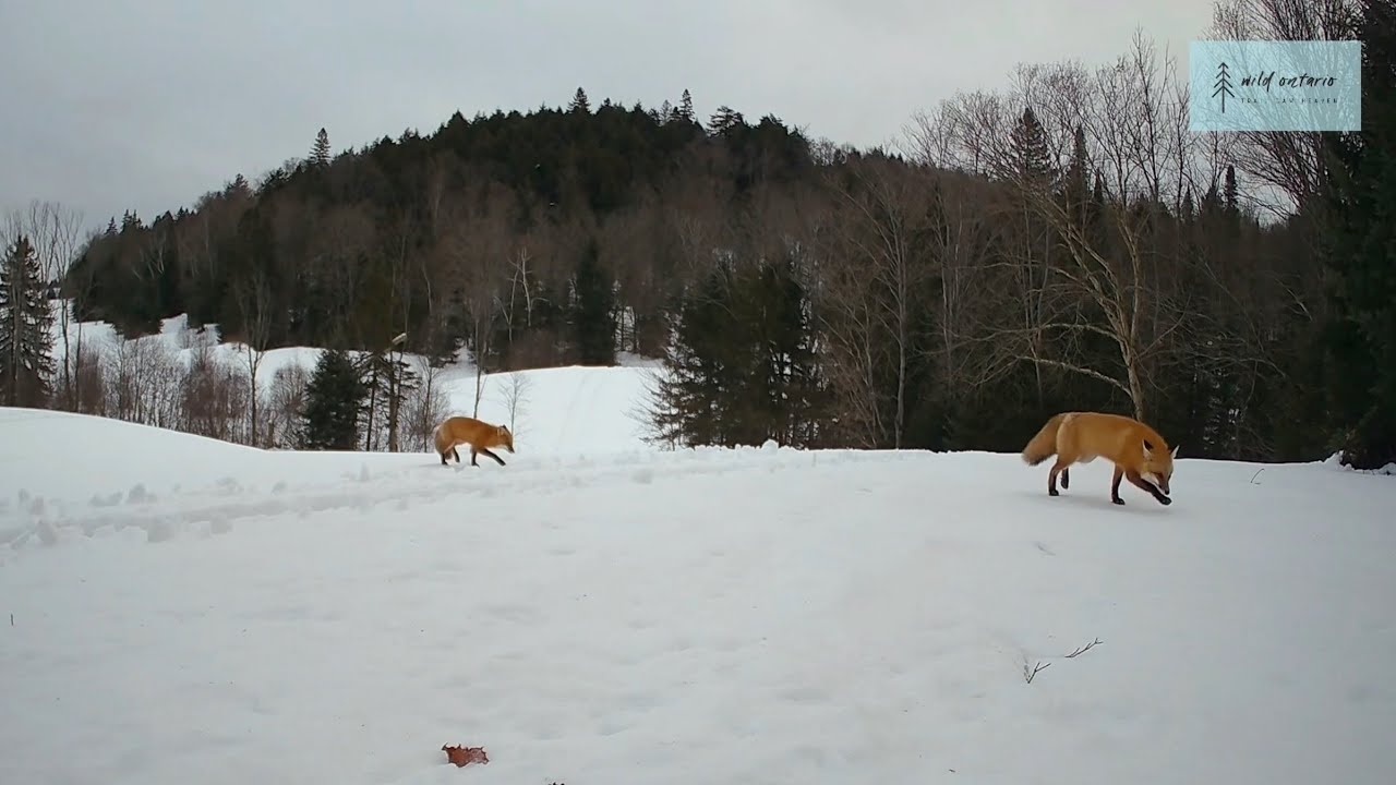 One hour of Canadian wildlife on trail cameras in Ontario