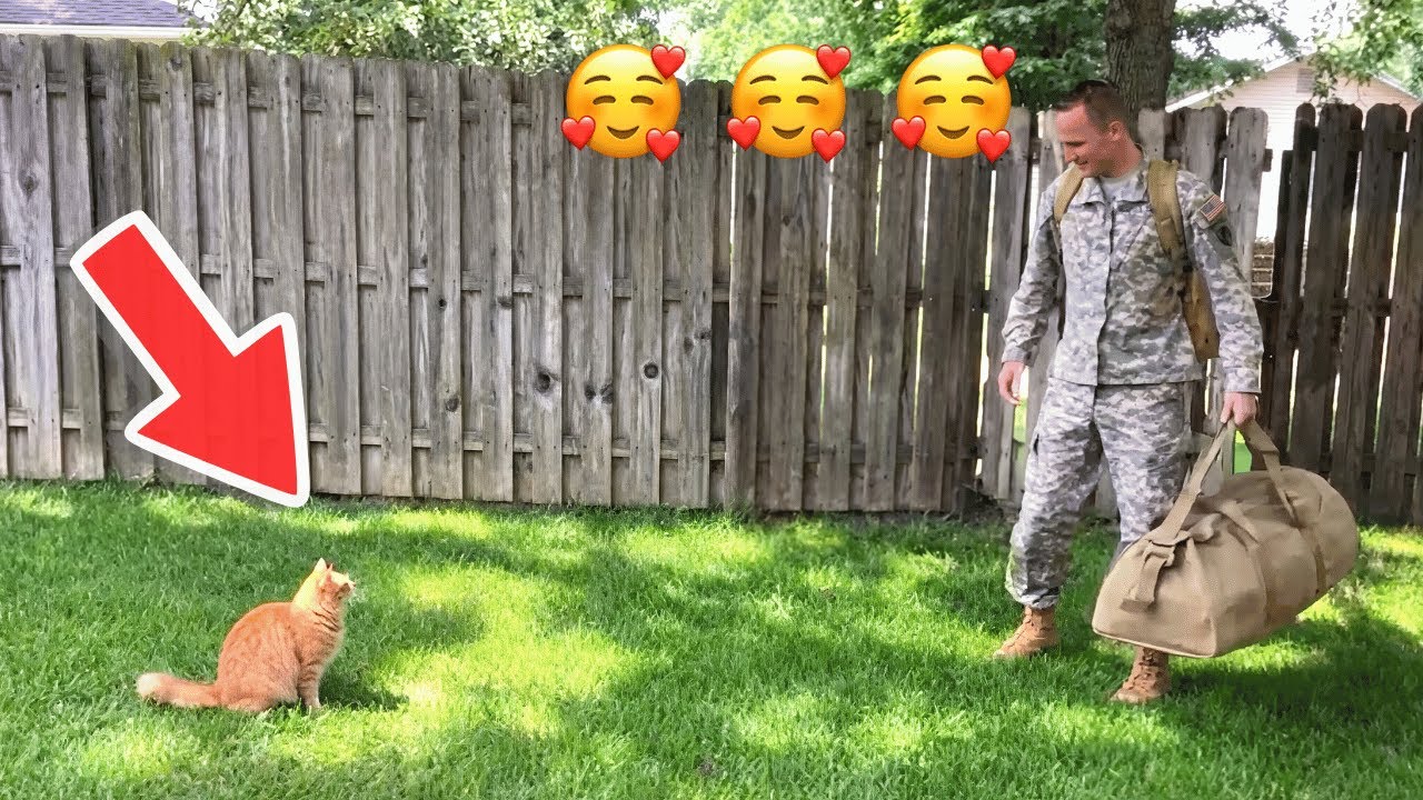 🥰🥰🥰После долгих лет разлуки папа-солдат наконец возвращается — его кот не может сдержать свою люб...