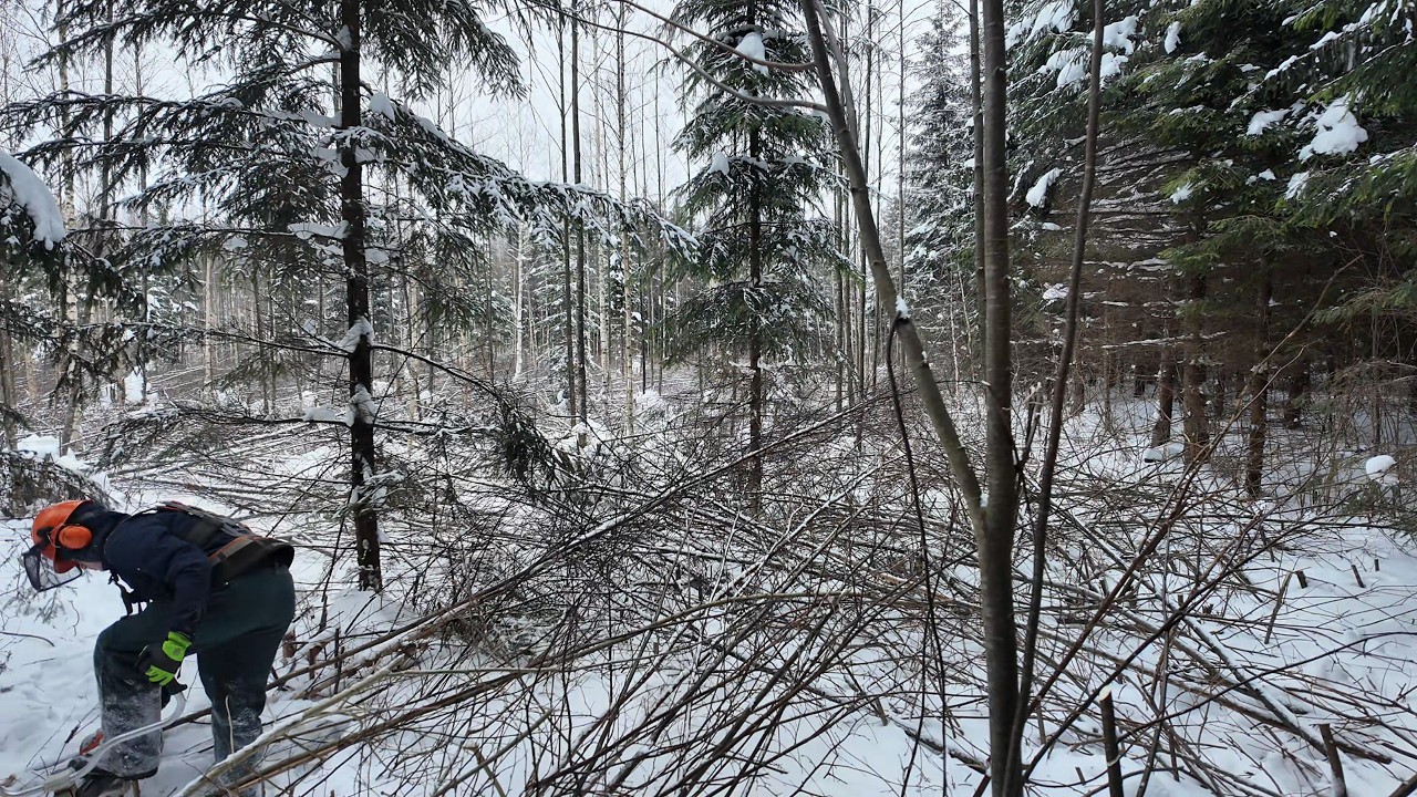 Starting a New Area in the Forest!!(End)