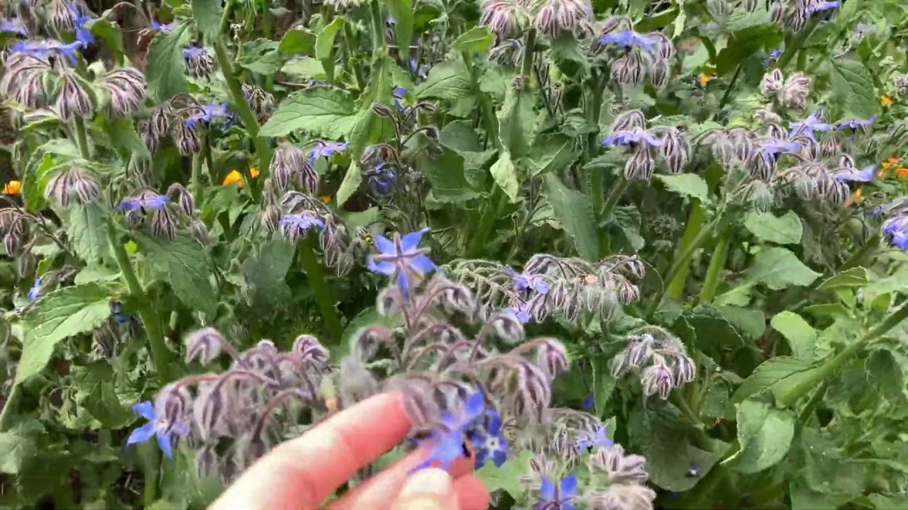 Growing borage: A useful self-sowing flowering herb for any garden.