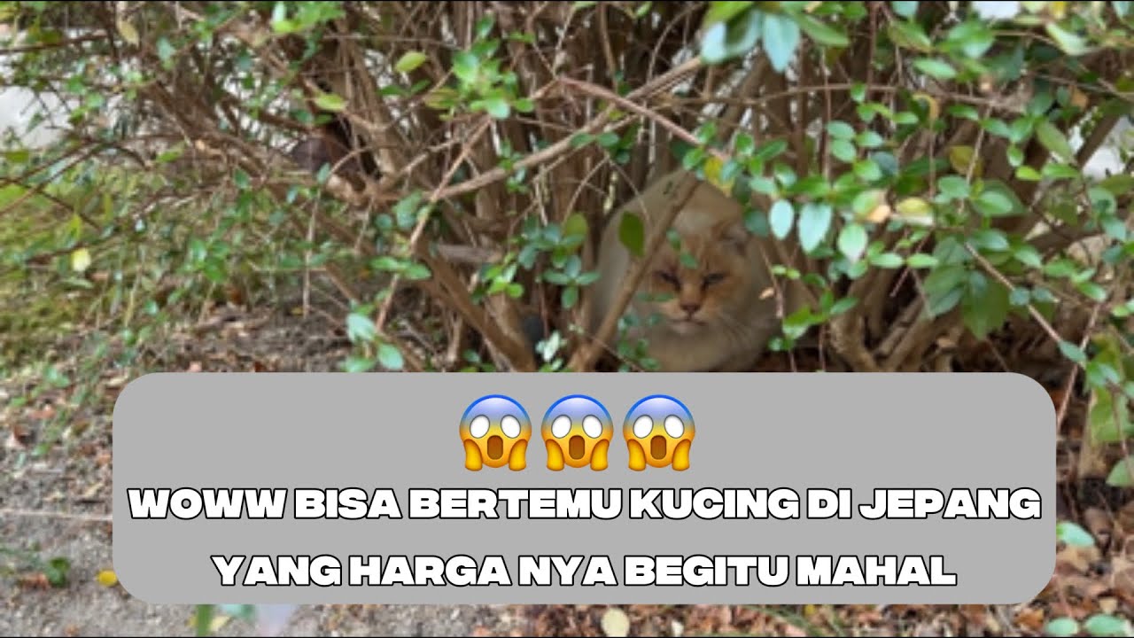 “Vlog Pertama di Jepang… Ketemu Kucing Ini Bikin Lupa Pulang 🐈🇯🇵”