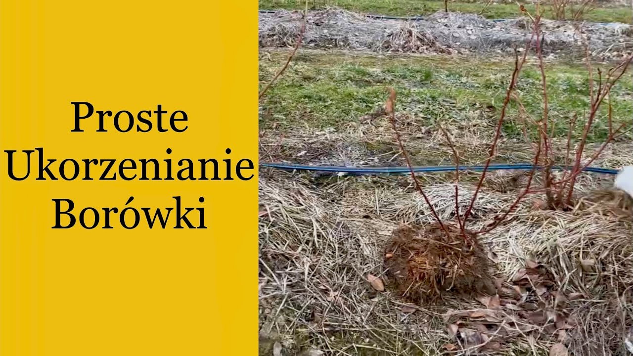 Rozmnażanie Borówki Przez Odkłady, Ukorzenianie Borówki, Jak Ukorzenić Borówke #BorówkaPolska