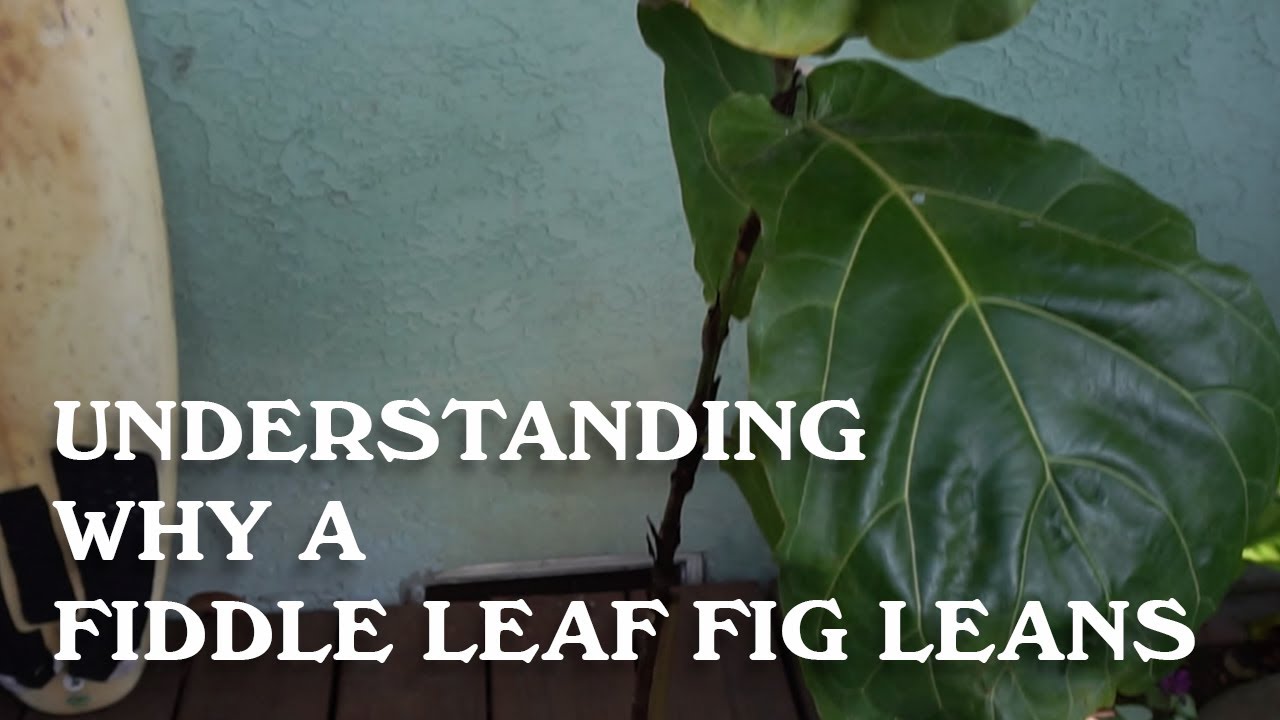 Understanding why a Fiddle Leaf Fig Leans.