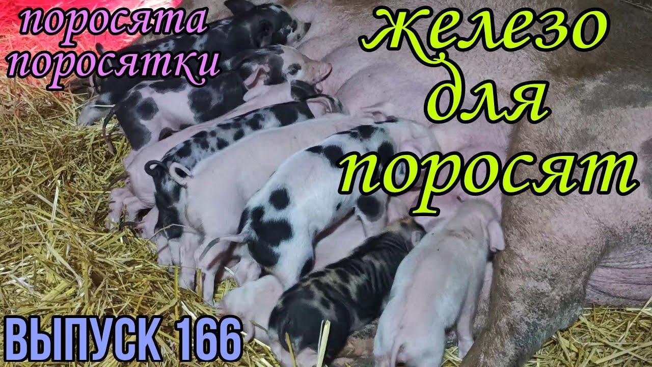 Зачем поросятам делать инъекции железа// Железодефицитная анемия у поросят// Железо поросятам//