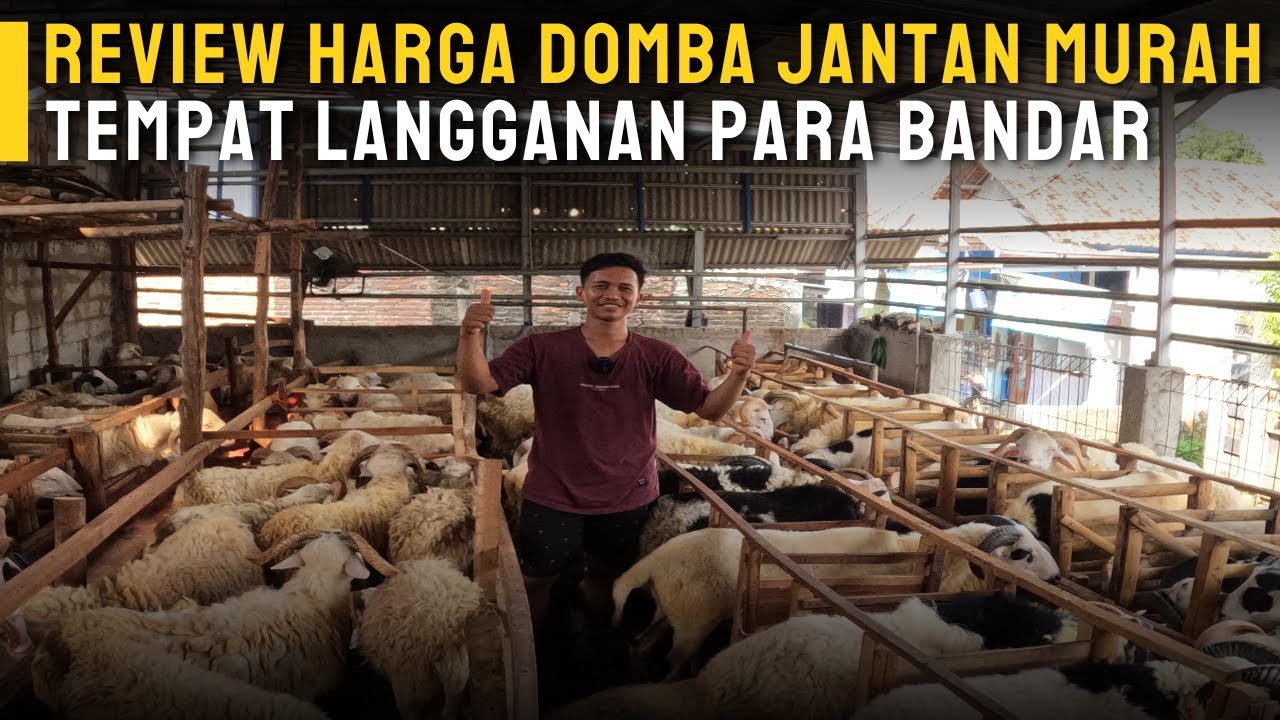 Review Harga Domba Garutan Dan Domba Lokal Jawa Timur Ekonomis ‼️