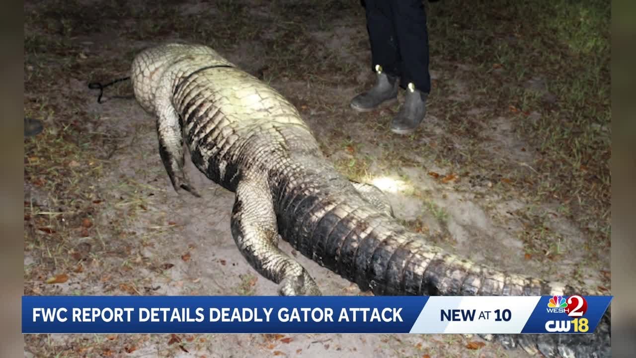 FWC kills Gator responsible for deadly attack of 61-year-old woman thrown from canoe