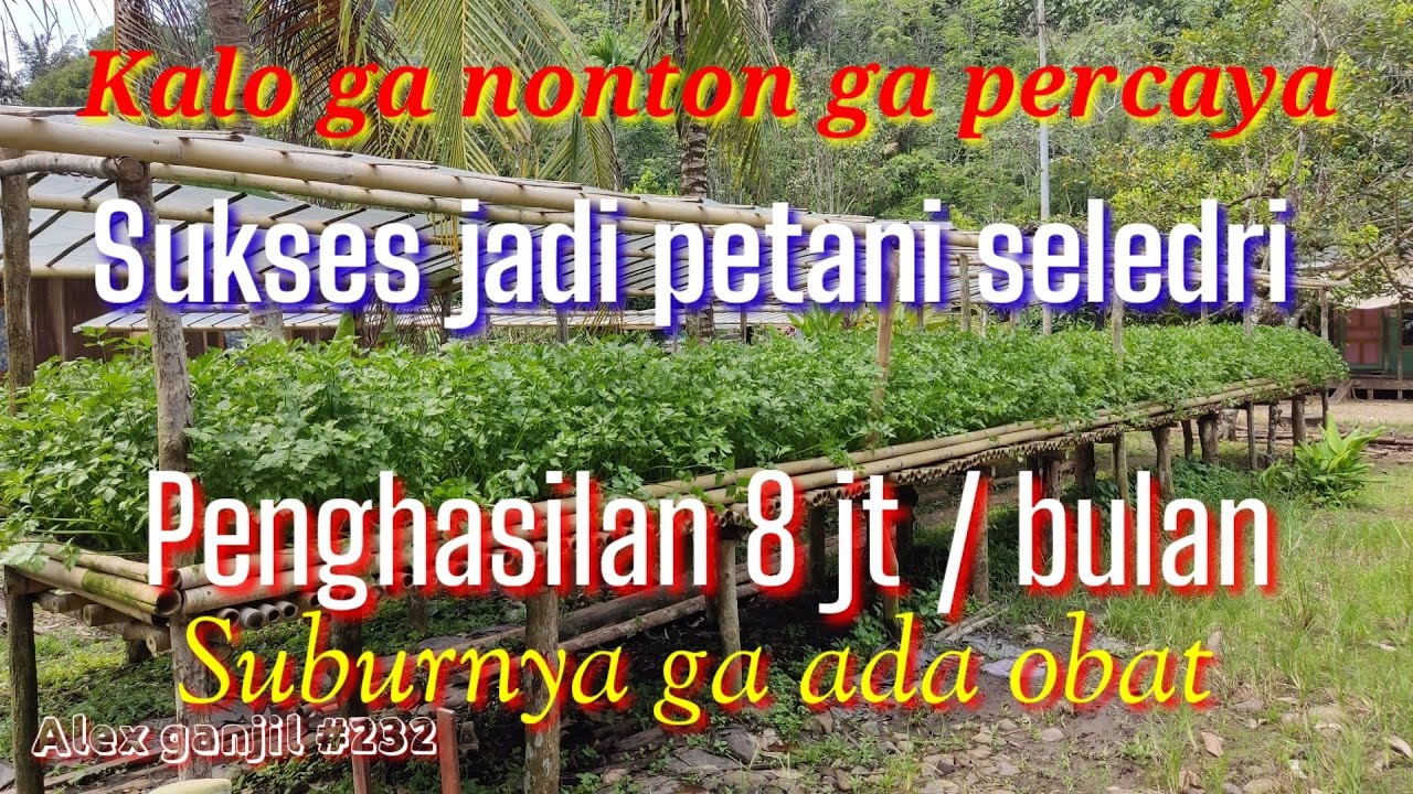 Sukses jadi petani seledri ( Sop) sekala kecil, penghasilan sekitar 8 jt perbulan