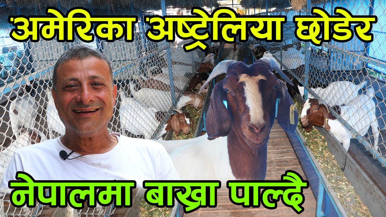बाख्रा पालेर अष्ट्रेलियामा छोरालाई पैसा पठाउने किसान भन्छन् ‘नेपाल आउ छोरा बाख्रा पालम्’│NepalChitra