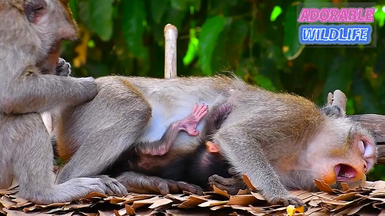 Adorabe Wildlife, Lovely Monkey Mommy Trying Her Best To Take Care Of Baby