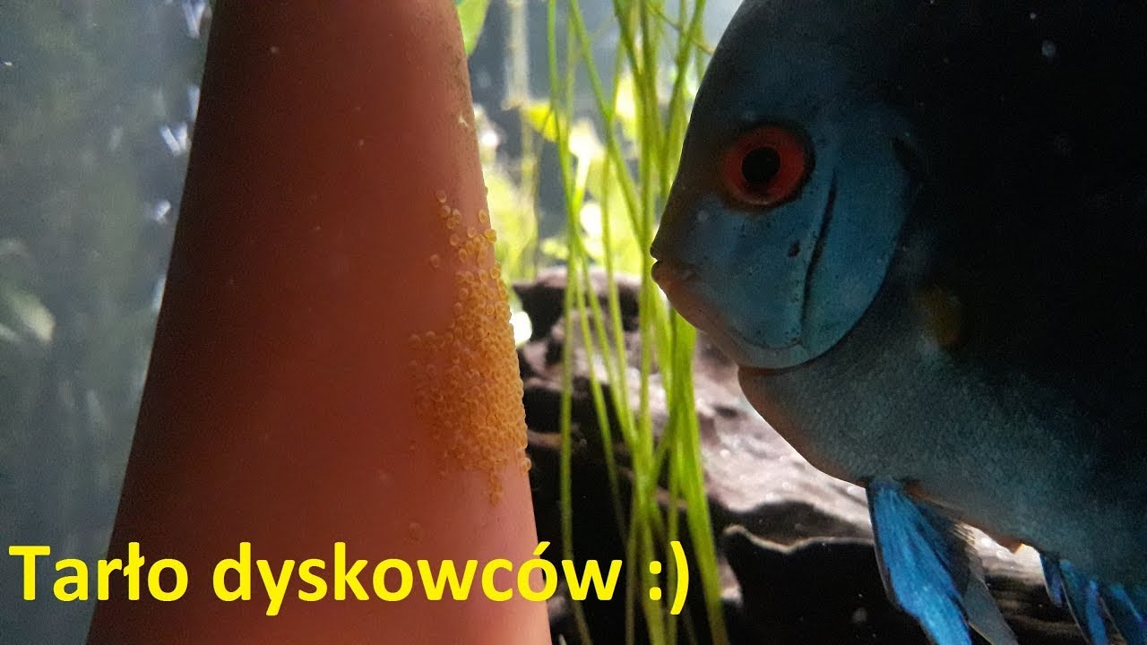 43#Tarło Paletek (spawning of discus)