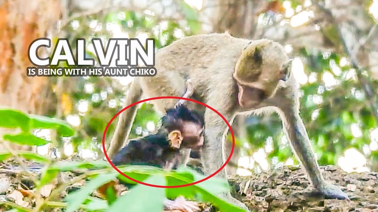 Wow! The active monkey Chiko is activate to look after baby Calvin. Chiko is aunt of the baby Calvin