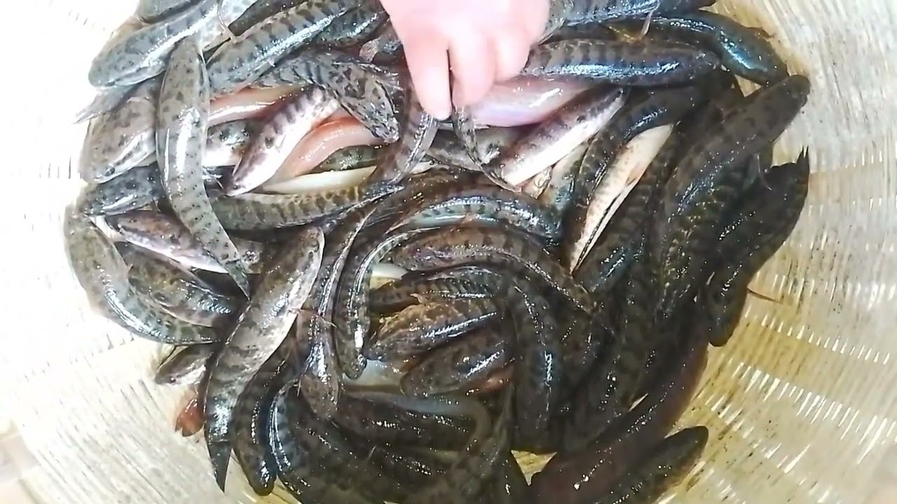 Fishing video|amazing spotted shakehead Fish video|Traditional fish video|village spotted fish| Fish