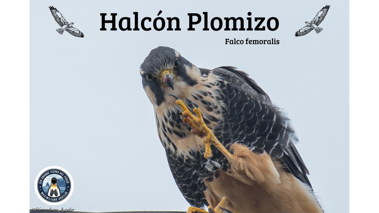 Halcón Plomizo, Aves de Tierra del Fuego.