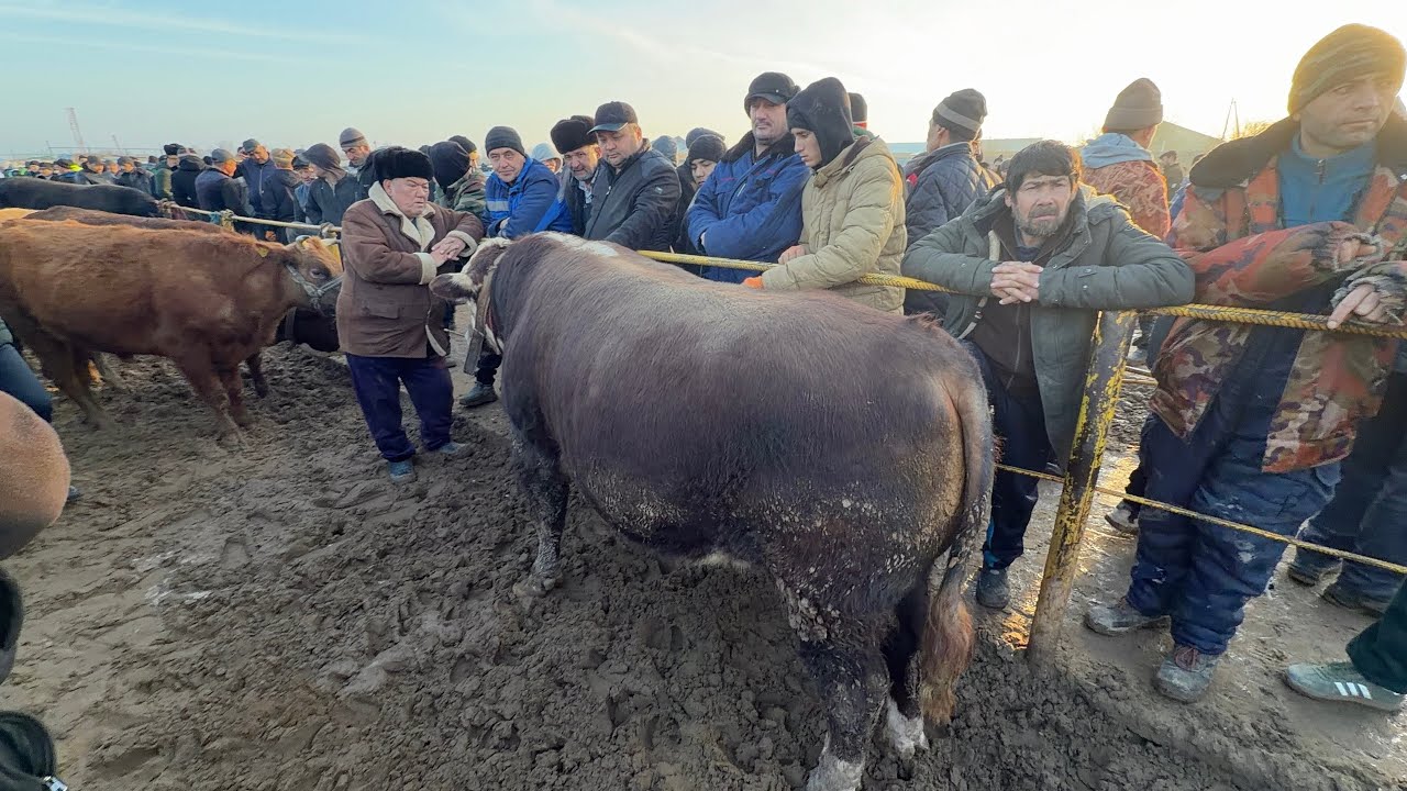 15 февраля 2026 г. ТУРТКУЛЬ МОЛ БОЗОР НАРХЛАРИ 