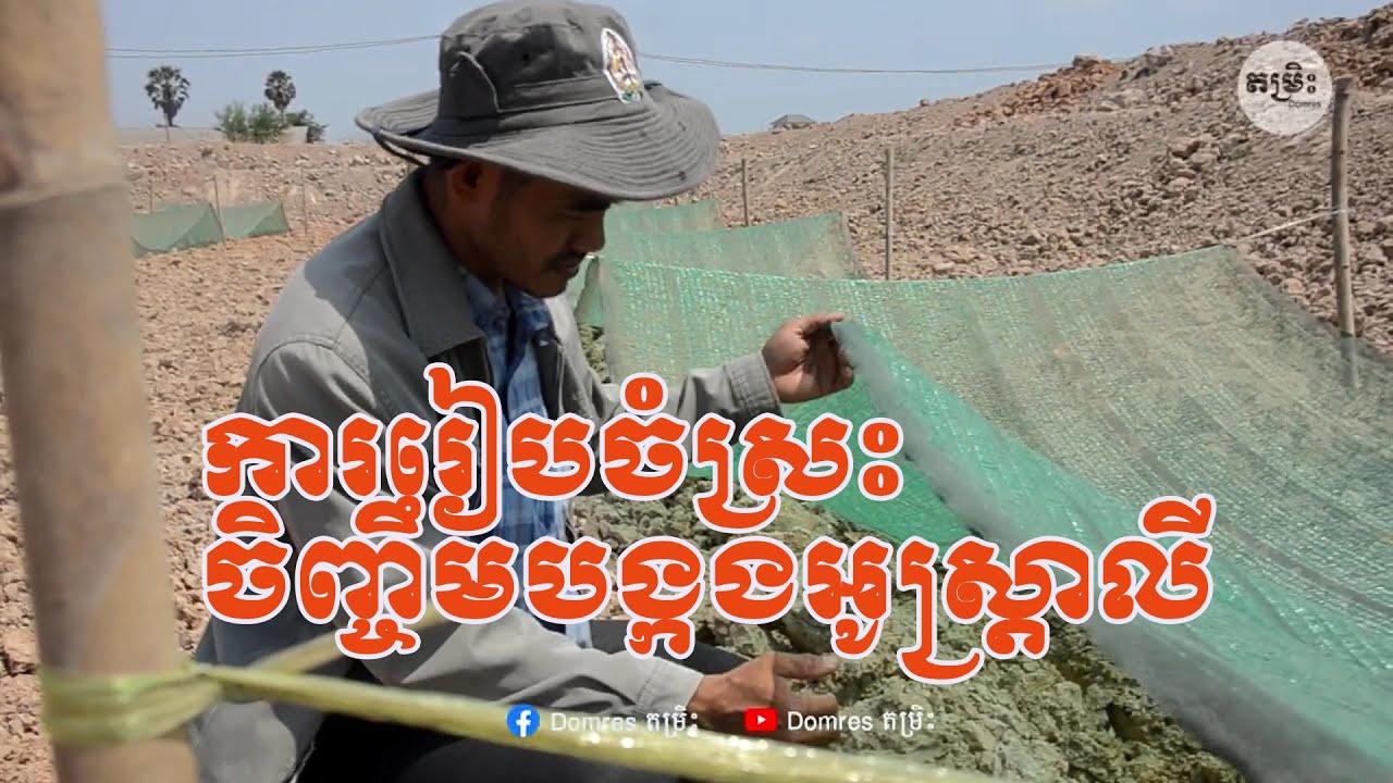 ការរៀបចំស្រះចិញ្ចឹមបង្កងអូស្រ្តាលី How to preparing pond for red crayfish