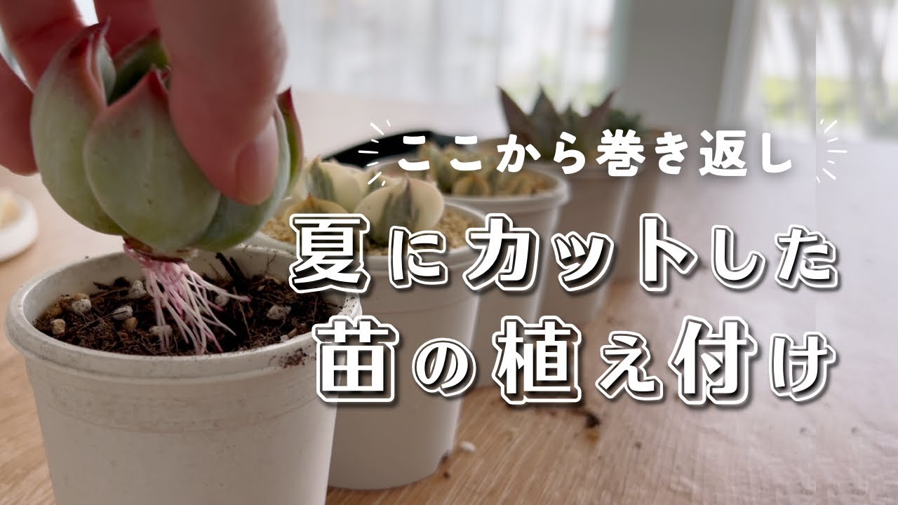 ここから巻き返し！弱ってカットした苗の植え付け | 多肉植物 | エケベリア | 夏被害