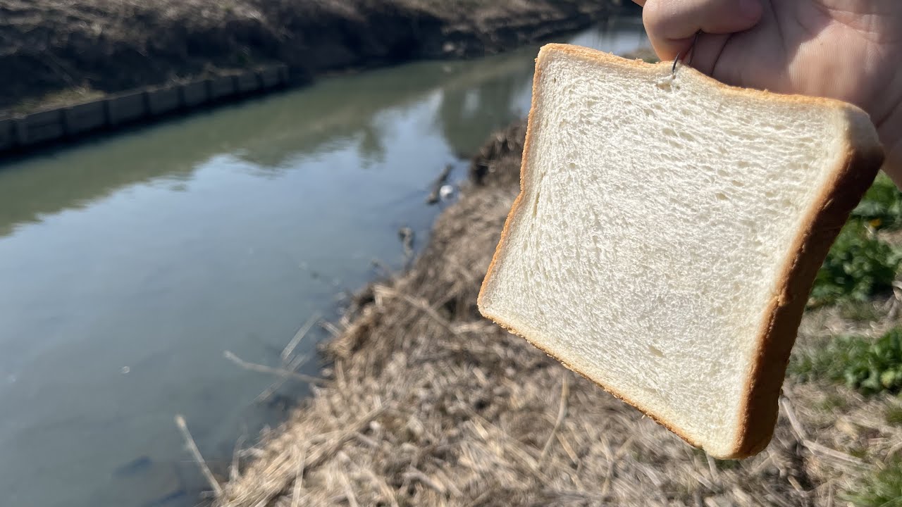 鯉だらけの川に食パン投げてみた【パン鯉】