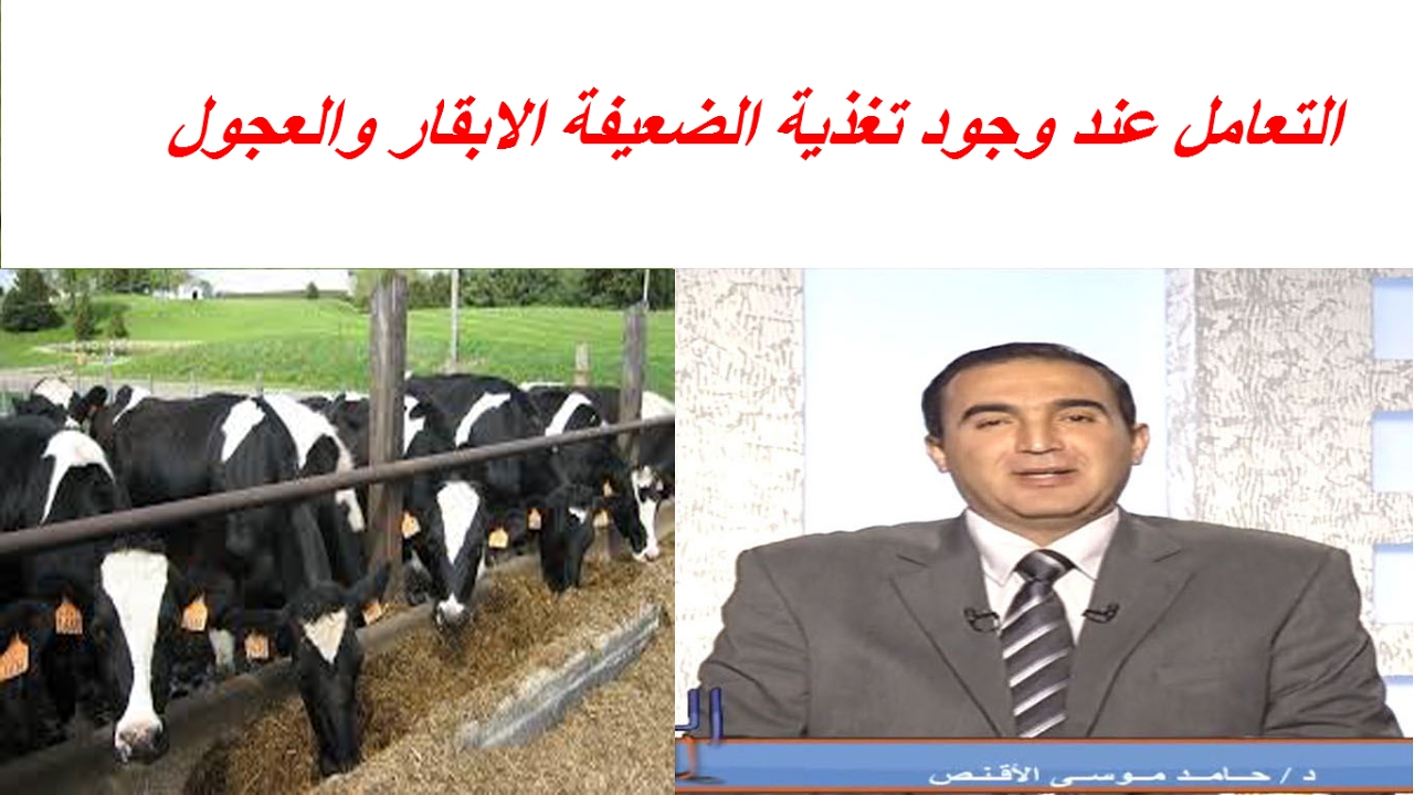 التعامل عند وجود تغذية الضعيفة الابقار والعجول