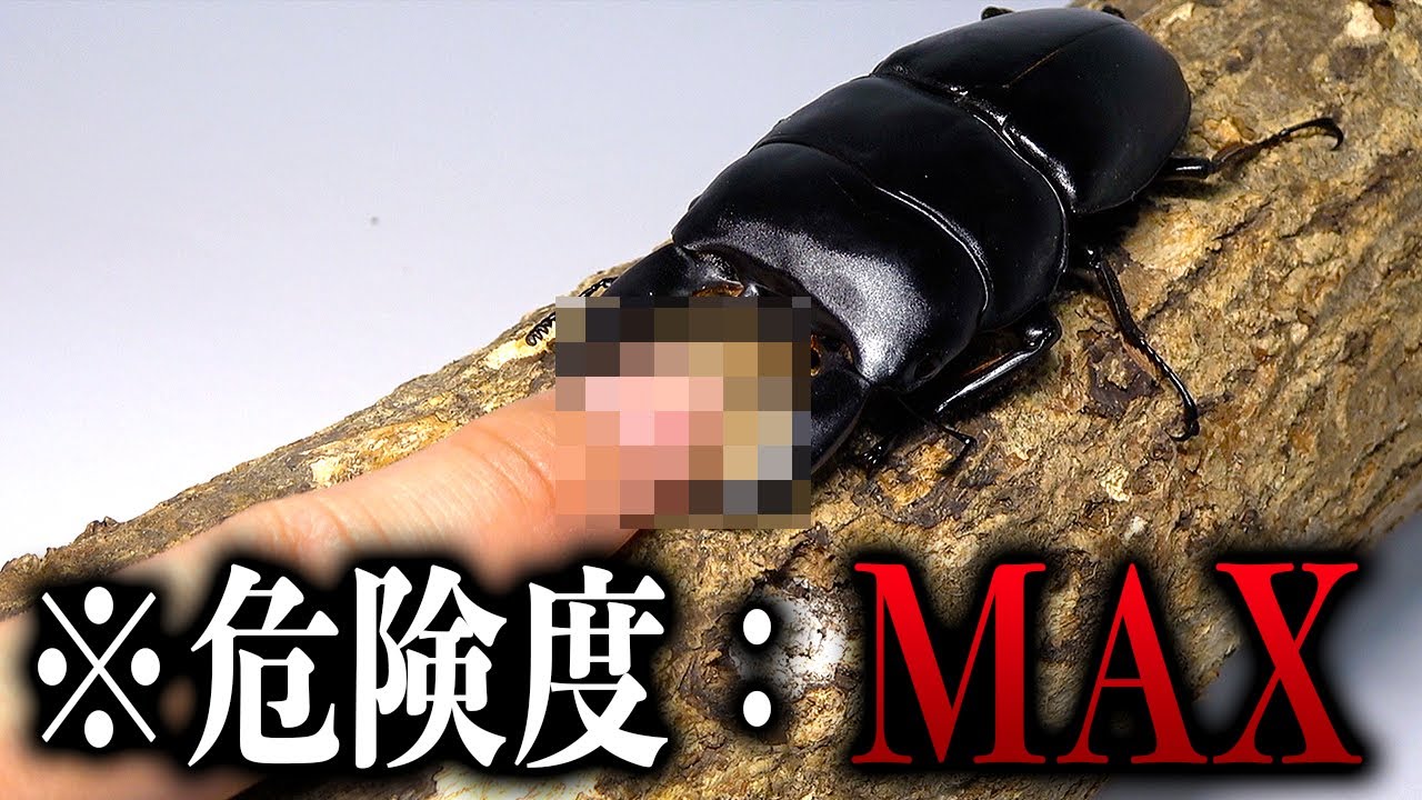 危険すぎるクワガタのブリードに挑戦しました