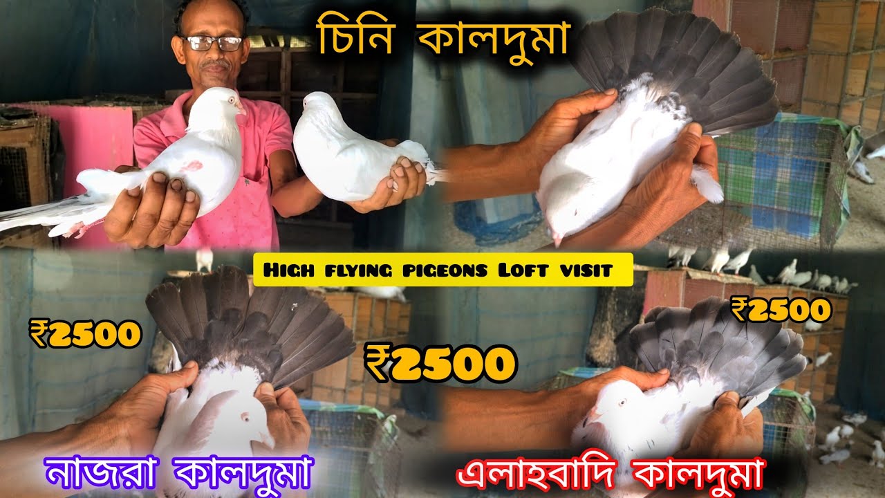 😱High flying pigeons Loft visit. Recent New Video বেবি পায়রা খুবই সস্তা ₹২৫০০ @Smanimalscare99