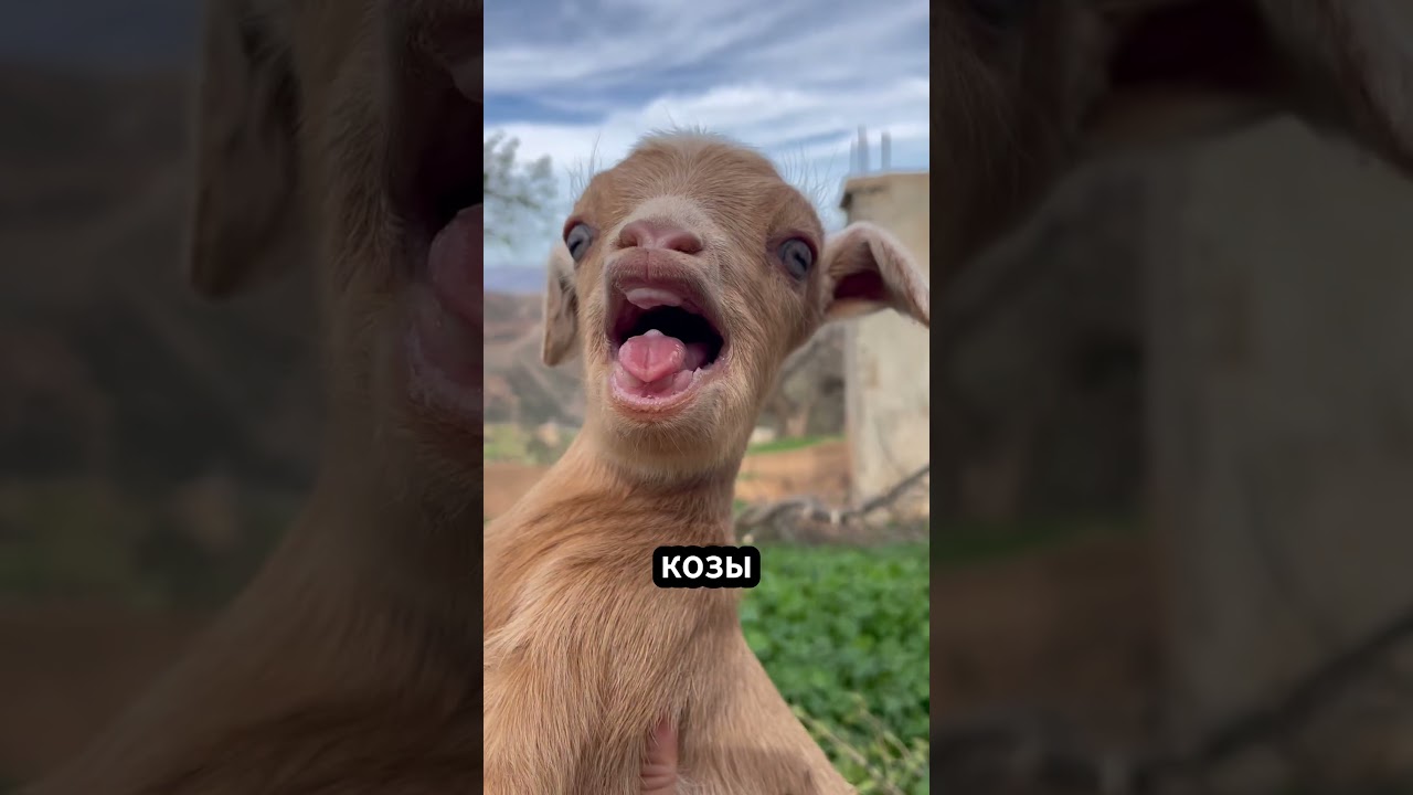 Почему козы прыгают в огонь! 🐐🔥🤯