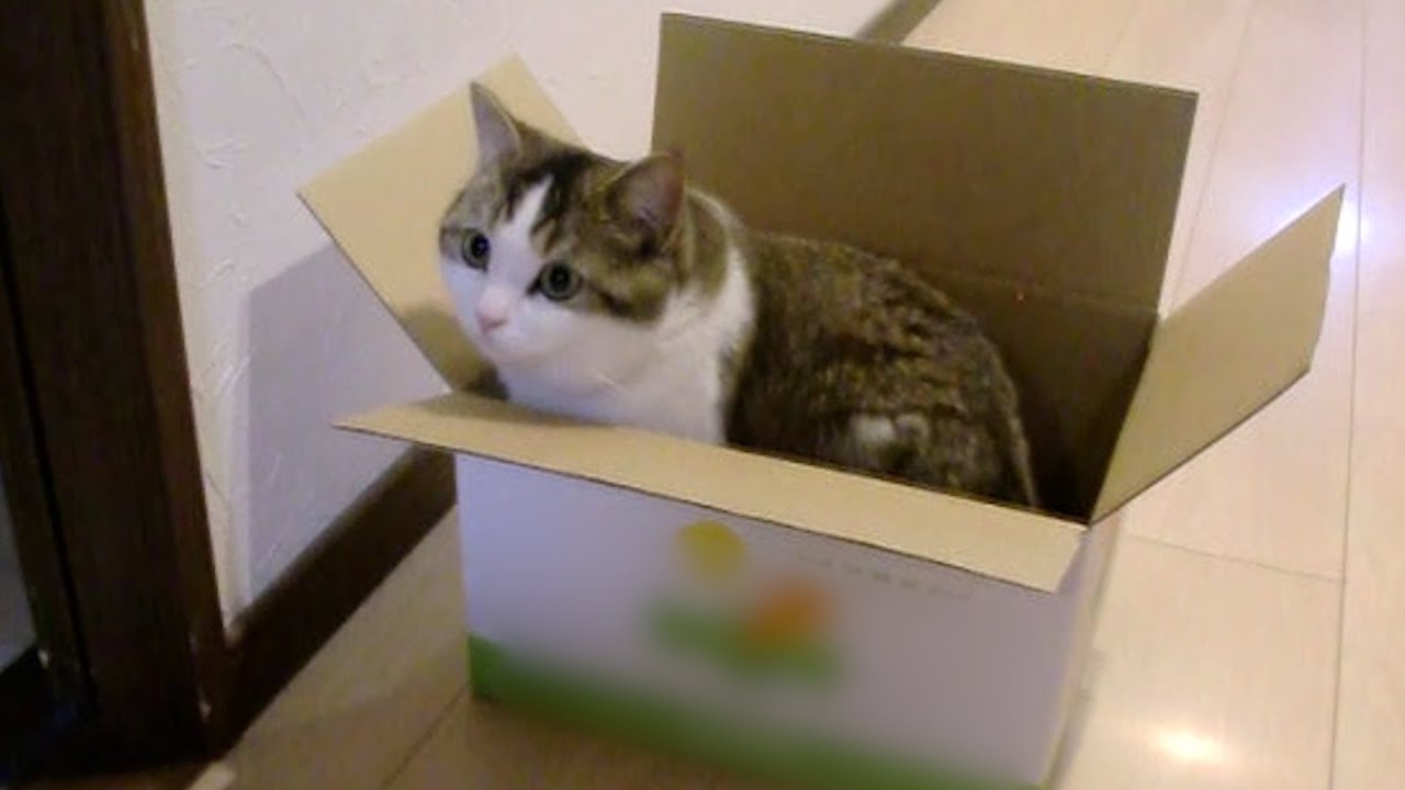 I received videos and photos of kittens Titi and Fifi!