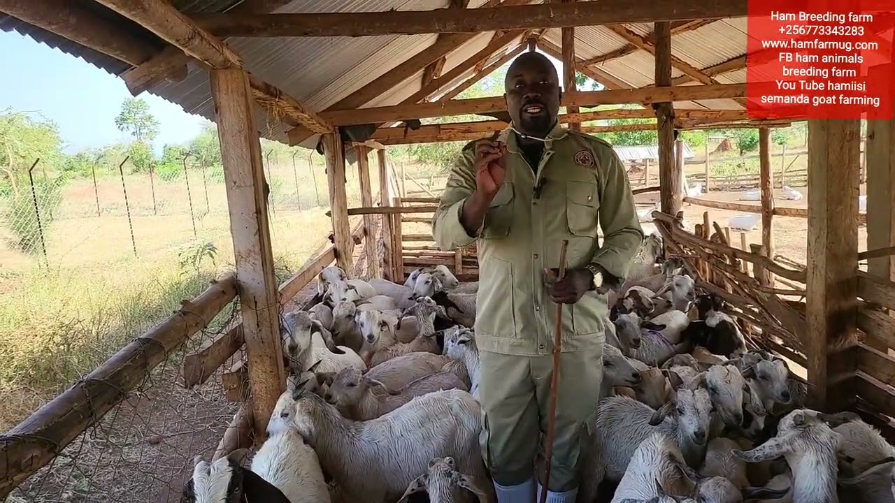 when to wean goats from mothers and how to do we handle their stress (procedure )