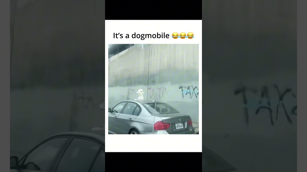 The dog made the dogmobile mobile real 😭😭😭 #cats #cute #dogs #funny #pets #viral