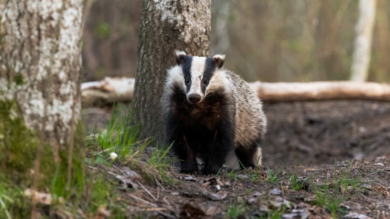 Wildlife Photography - Finding European badgers