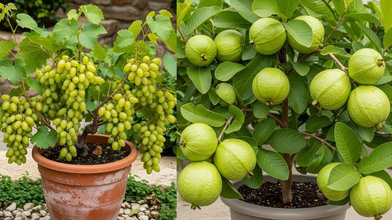 LIVE🔴 🌿How to Grow Guava and Apple at Home 🍎 | Step-by-Step Guide
