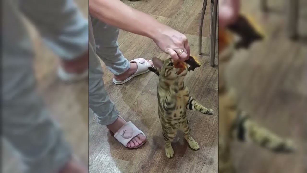 БЕНГАЛ ЛАЙФ: КРАТКО😺