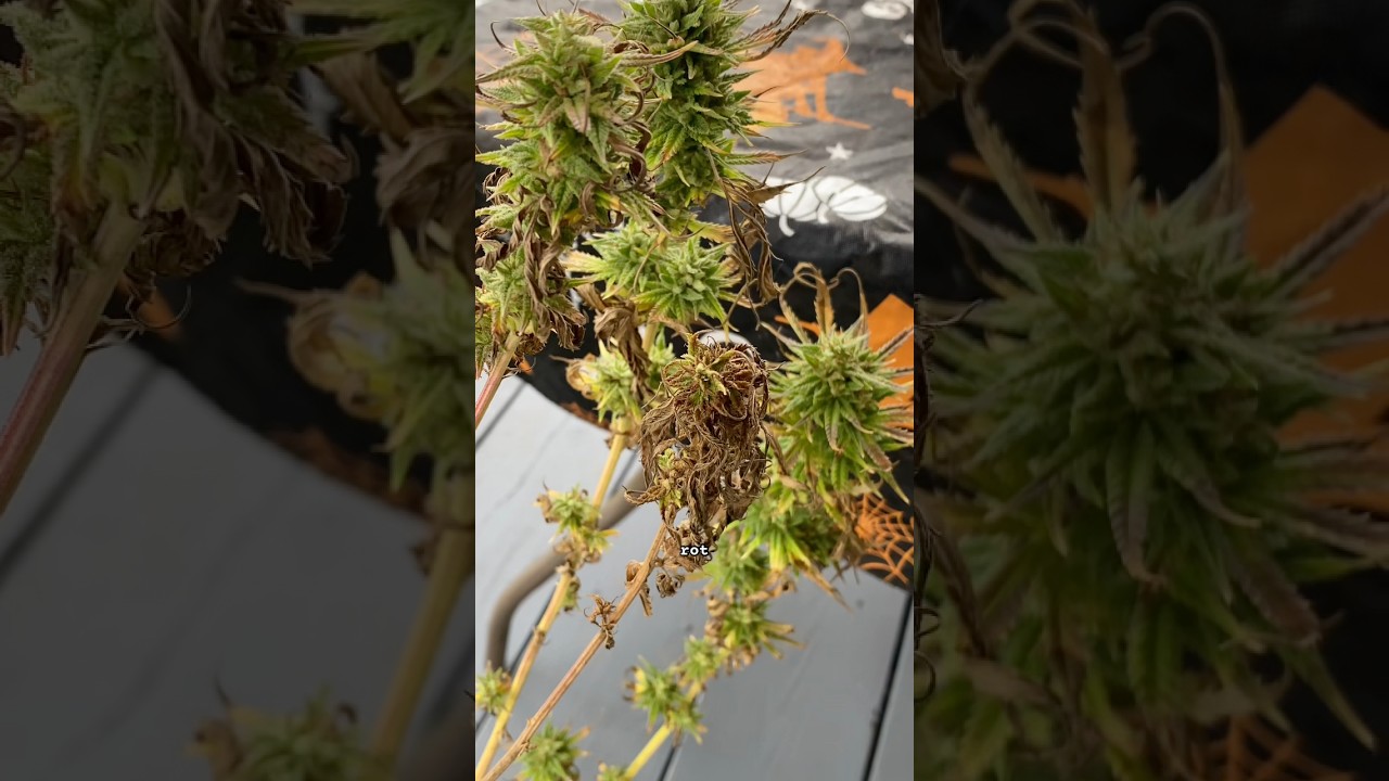 Running into Bud 🪴 Rot 😢 #plants #grow #growth #outdoors #budrot #commonissues #diy