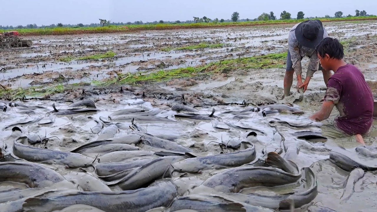 Amazing Mud Fishing Skills: Catching Big Catfish by Hand