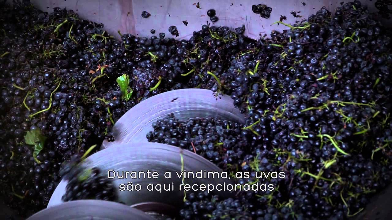 Vinificação nas Cortes de Cima