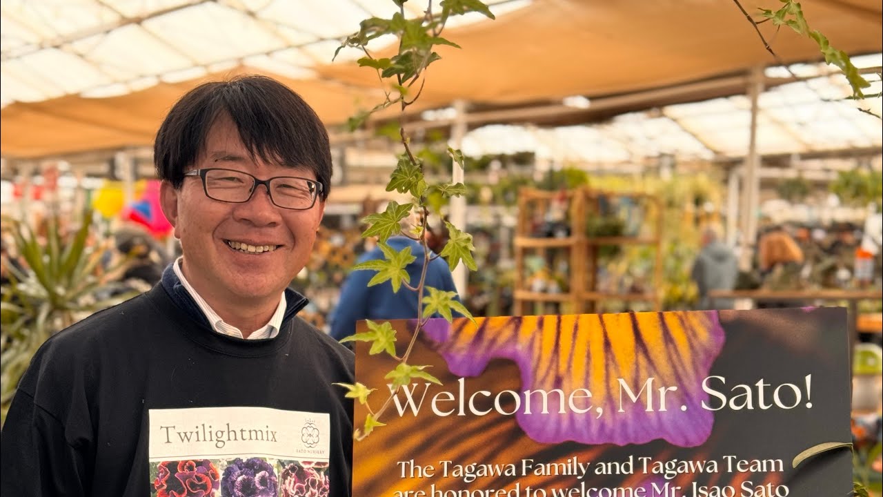 Isao Sato’s Japanese Pansy event at Tagawa Gardens 2025