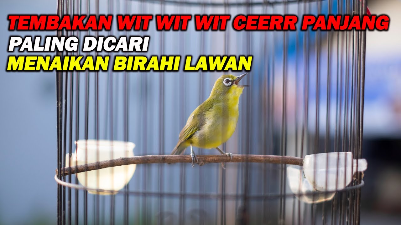 PANCINGAN PLECI NEMBAK WIT WIT CEERR PANJANG, BIKIN BIRAHI LAWAN NAIK DAN CEPAT BUKA PARUH
