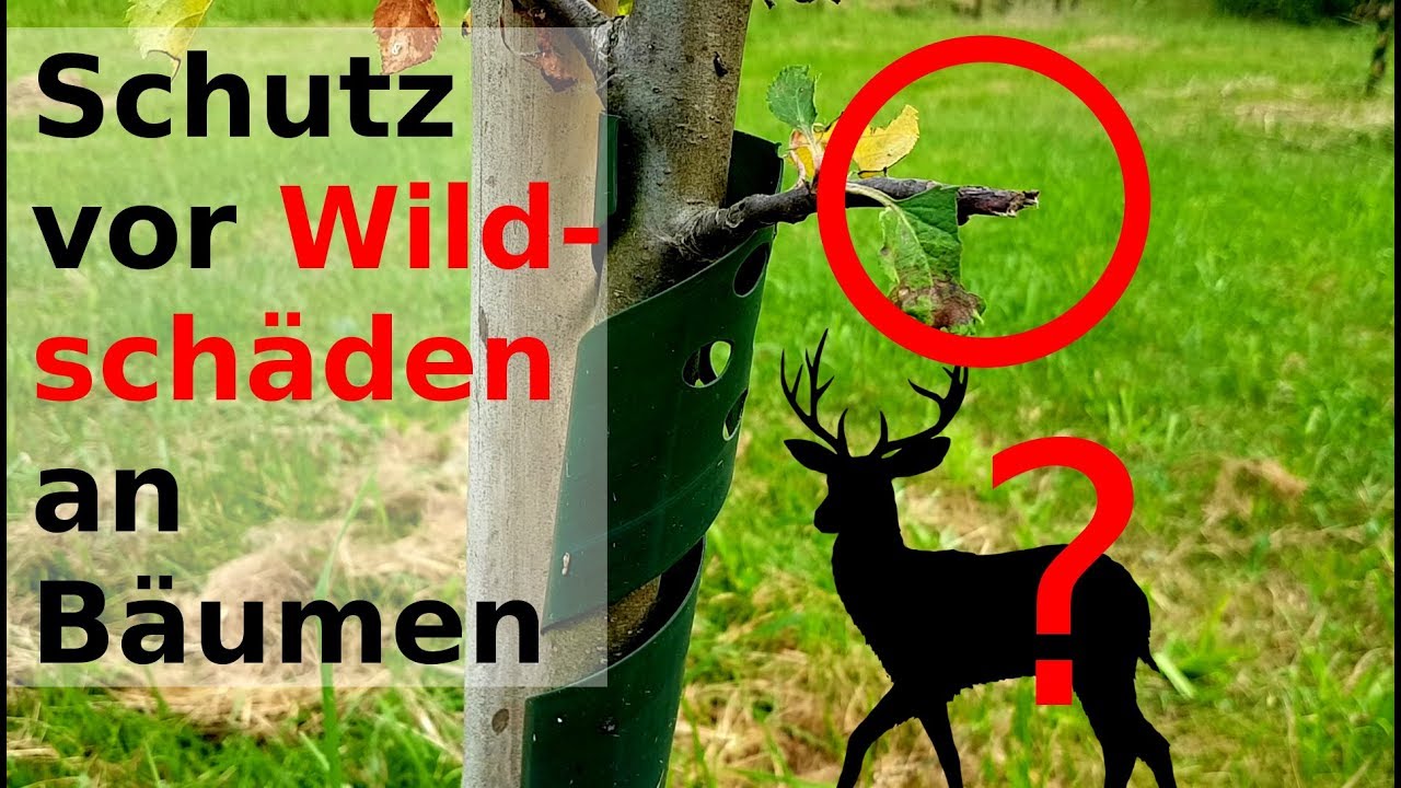 Baumschutz - Wie ich meine B&auml;umchen vor Wildverbiss sch&uuml;tze