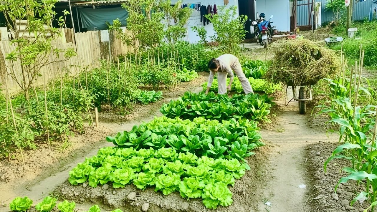 I cleaned up a huge Grass field in my Garden to prepare for my Vegetable-growing plan!