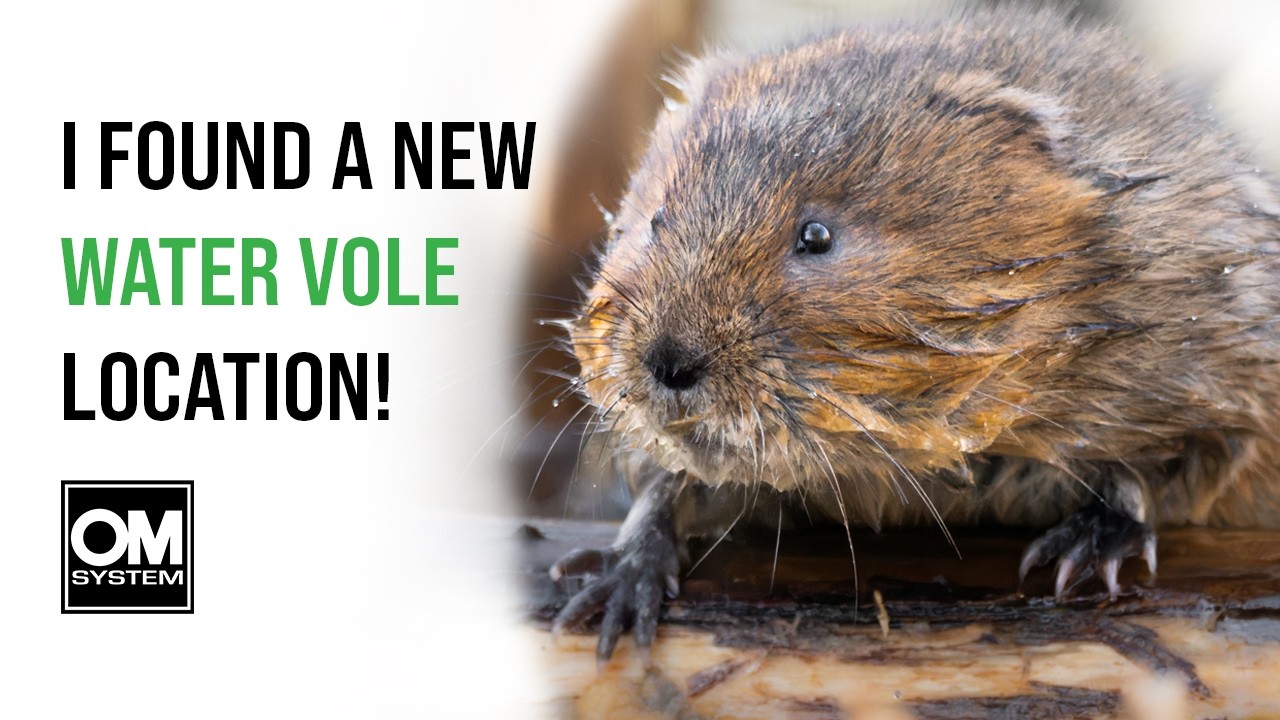 Photographing Water Voles - From Trail Camera to Wildlife Photography