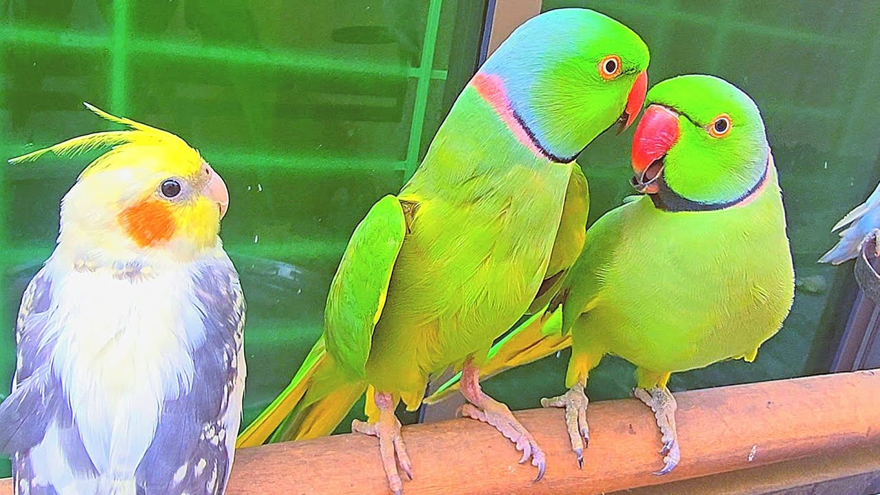 Green Talking Parrots🌶With Cocktail🌸🍃