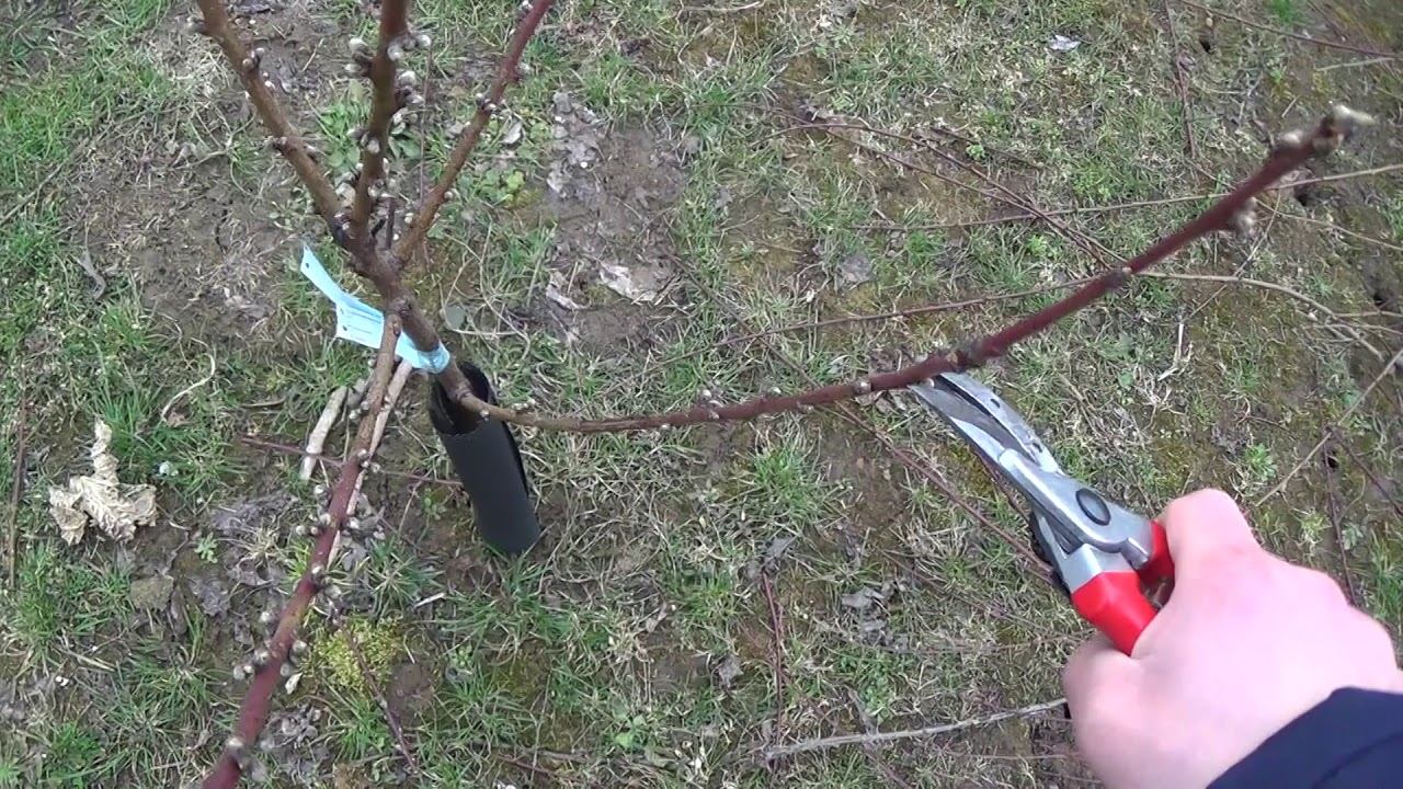 CIĘCIE BRZOSKWINI - korona wrzecionowa, niska