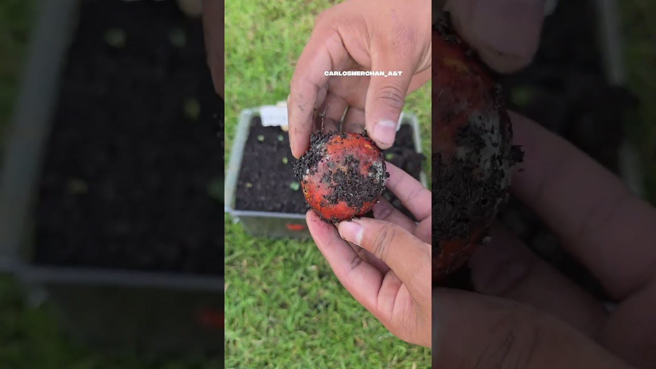 Organic tomato vs. chemical tomato, which decomposes faster? #garden #agriculture