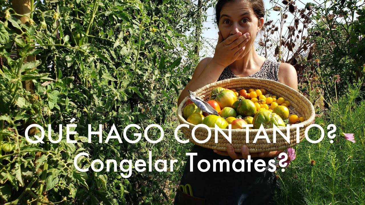 Congelar #Tomates? Qué hacer con tanto! - #HuertoOrganico y #Cosecha Abundante!