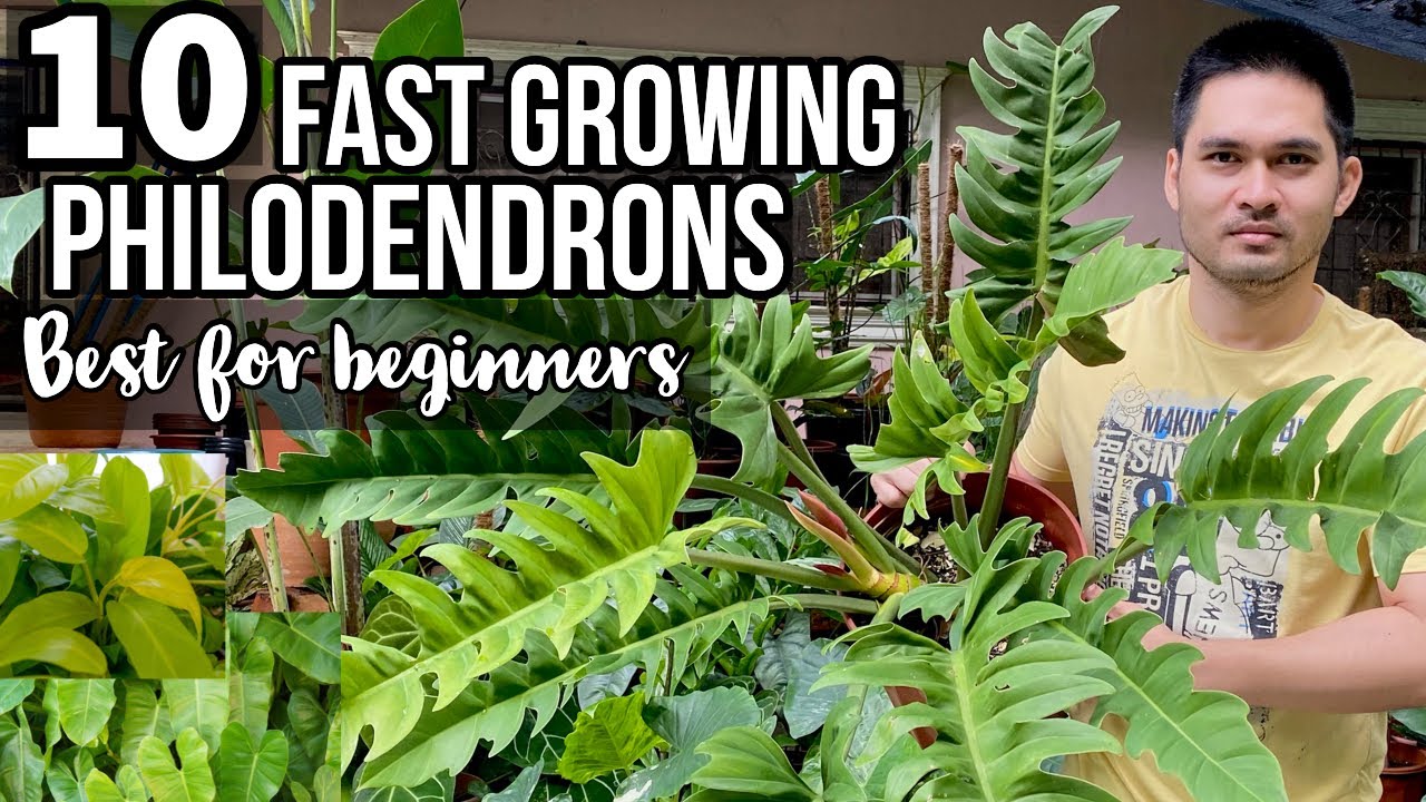 TOP 10 FAST GROWING PHILODENDRONS FOR BEGINNERS | EASY TO CARE PHILODENDRONS | PHILODENDRONS