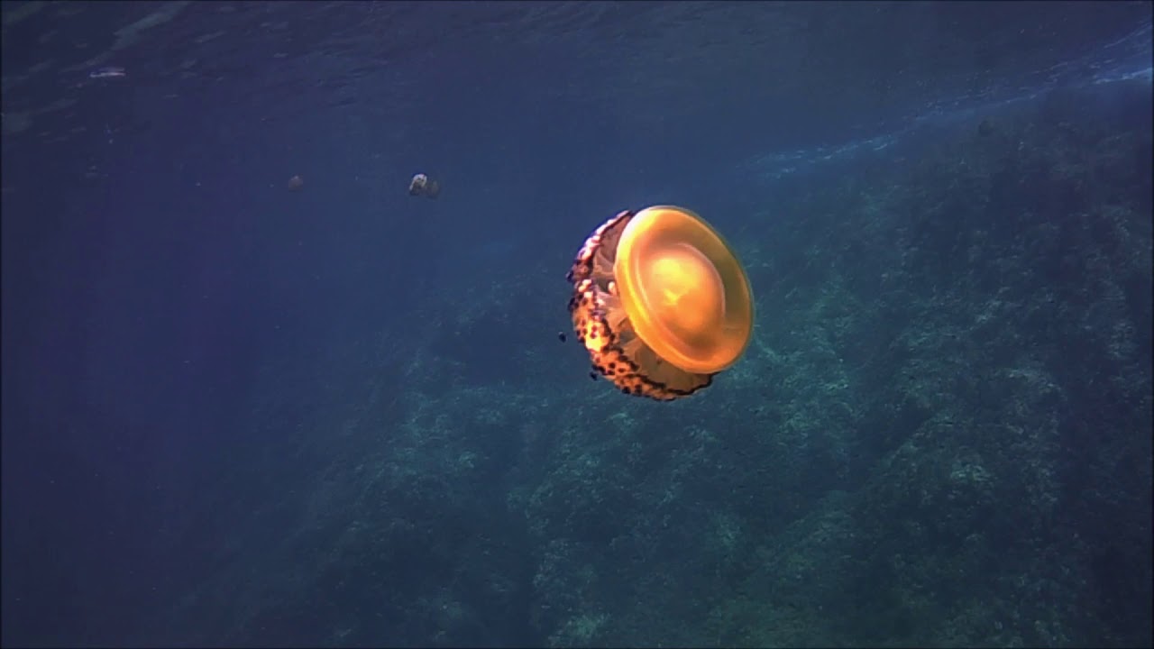 Snorkelling in the Costa Brava, Spain.