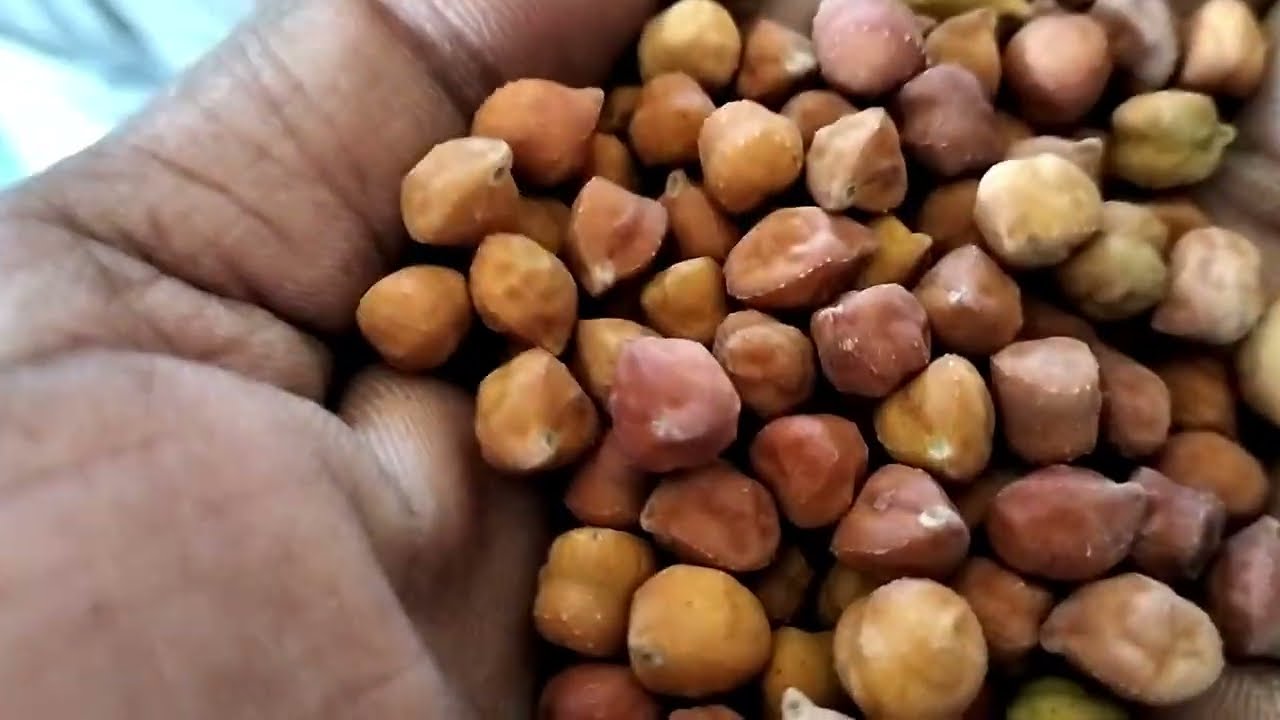 ⬆️Live🔴 જામજોધપુર માર્કેટમાં શું રહ્યા આજના ભાવ🤔| જુઓ આ વિડિઓ માં🙏