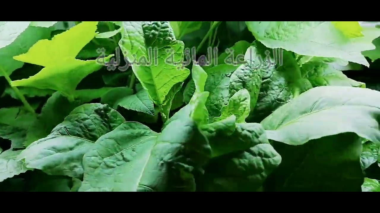 الإضاءة الاصطناعية اللازمة لنمو النبات وفكرة بسيطة ورخيصة لإنشاء ابسط حاضنة استنبات داخل المنزل 