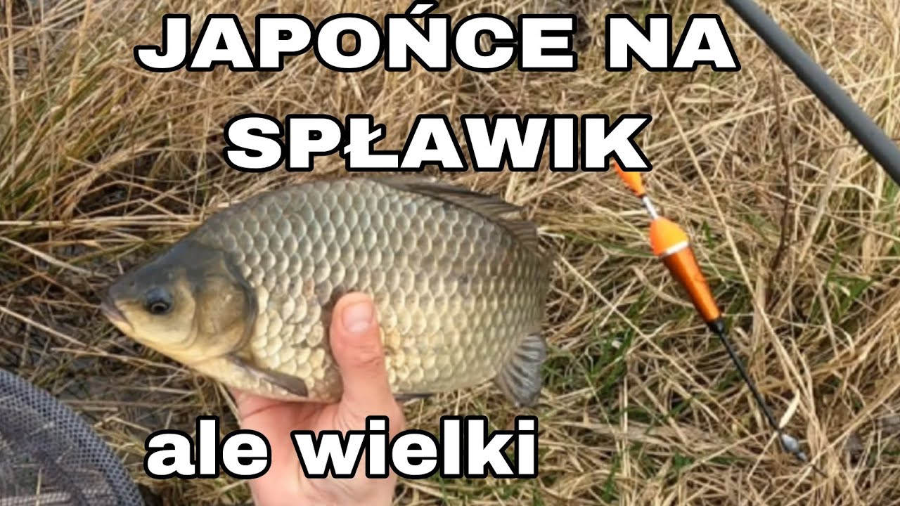 Blisko trzcin biorą najlepiej. Duże karasie  NA SPŁAWIK!